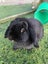 Rabbits Carousel 1