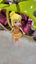Vintage Poly Polly Pocket Boutique+ Heli Car Carousel 16