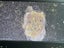 CM meteorite CB group Note the nickel-iron chondrules and very rare pallasites. Carousel 12