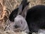Purebred Standard Rex Rabbits Carousel 16