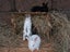 Purebred Standard Rex Rabbits Carousel 15