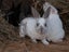 Purebred Standard Rex Rabbits Carousel 18