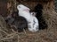 Purebred Standard Rex Rabbits Carousel 17