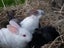 Purebred Standard Rex Rabbits Carousel 19