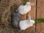 Purebred Standard Rex Rabbits Carousel 4