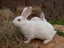 Purebred Standard Rex Rabbits Carousel 3