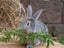 Purebred Standard Rex Rabbits Carousel 1