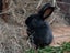 Purebred Standard Rex Rabbits Carousel 9