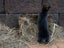 Purebred Standard Rex Rabbits Carousel 8