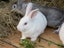 Purebred Standard Rex Rabbits Carousel 5