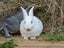 Purebred Standard Rex Rabbits Carousel 2