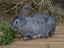 Purebred Standard Rex Rabbits Carousel 6