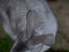 Purebred Standard Rex Rabbits Carousel 10