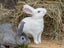 Purebred Standard Rex Rabbits Carousel 11