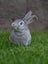 Purebred Standard Rex Rabbits Carousel 7