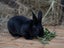 Purebred Standard Rex Rabbits Carousel 13