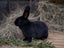 Purebred Standard Rex Rabbits Carousel 14
