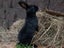 Purebred Standard Rex Rabbits Carousel 12