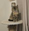 Miss Orange Spot - Rachel's KittyCat Rescue Carousel 7