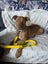 Paxton - PUPPY Pound Hounds Rescue Carousel 15