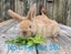 Mini loop rabbit Carousel 7
