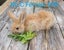 Mini loop rabbit Carousel 9