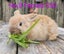 Mini loop rabbit Carousel 10