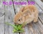 Mini loop rabbit Carousel 11