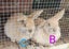 Mini loop rabbit Carousel 13