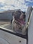 American bulldog Carousel 5