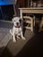 American bulldog Carousel 2