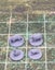 Cute Critters Woodland Animal Miniatures Set DnD dice4dungeons SCHLOSS Carousel 13