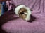 Healthy Baby Guinea pigs Carousel 3
