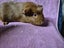 Healthy Baby Guinea pigs Carousel 5