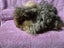 Healthy Baby Guinea pigs Carousel 6