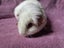 Healthy Baby Guinea pigs Carousel 7