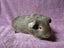 Healthy Baby Guinea pigs Carousel 8