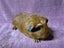 Healthy Baby Guinea pigs Carousel 9