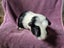 Healthy Baby Guinea pigs Carousel 10