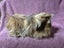 Healthy Baby Guinea pigs Carousel 11