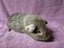 Healthy Baby Guinea pigs Carousel 13