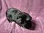 Healthy Baby Guinea pigs Carousel 14
