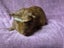 Healthy Baby Guinea pigs Carousel 15
