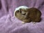 Healthy Baby Guinea pigs Carousel 17