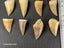 Mosasaur Fossil Tooth - Good Size, High Quality Carousel 6