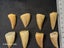 Mosasaur Fossil Tooth - Good Size, High Quality Carousel 4