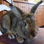 Rabbit - Attractive and Healthy Carousel 1