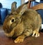 Rabbit - Attractive and Healthy Carousel 2