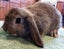 Baby Rabbits - Cute & Attractive Carousel 5