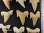 Otodus Fossil Shark Tooth - Megalodon Ancestor - Good Size & Quality Carousel 7
